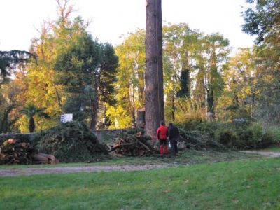 Fasi di abbattimento albero Cedrus deodara a Salò-Lago di Garda