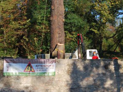 Fasi di abbattimento albero Cedrus deodara a Salò-Lago di Garda
