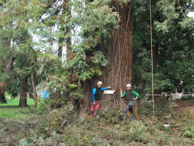 Sequoia sempervirens:potatura in tree climbing