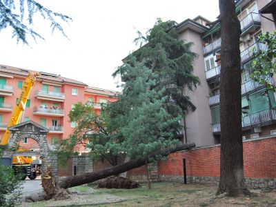 Intervento di urgenza per alberi caduti