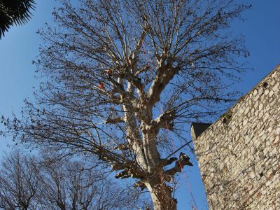 Potatura  in tree climbing Platano secolare