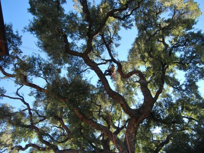 Potatura  in tree climbing Quercia da sughero monumentale