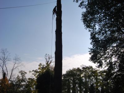 abbattimento controllato cedro deodara in tree climbing