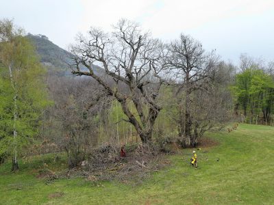 Potatura castagni secolari in tree climbing